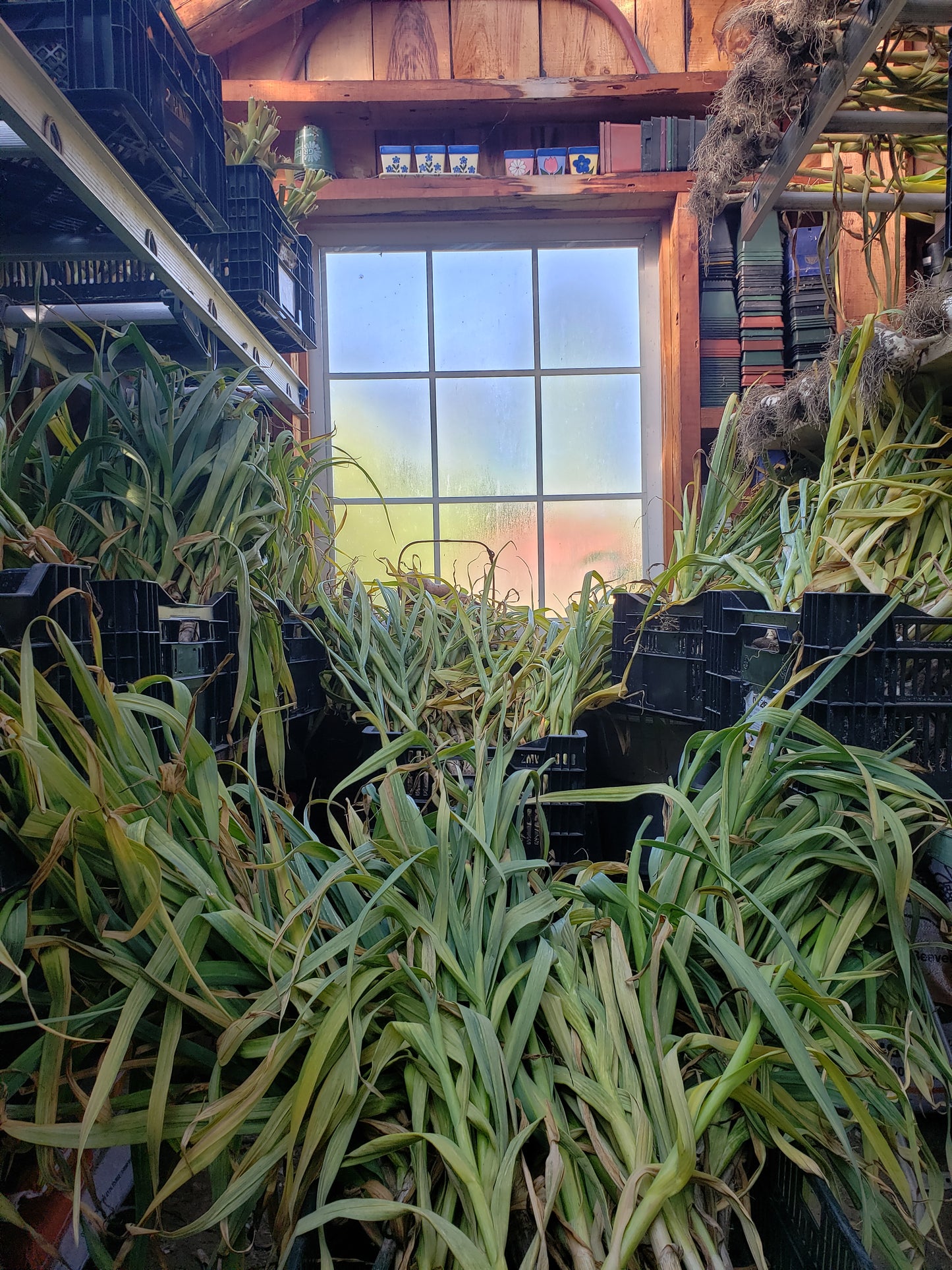 2023 GARLIC HARVEST