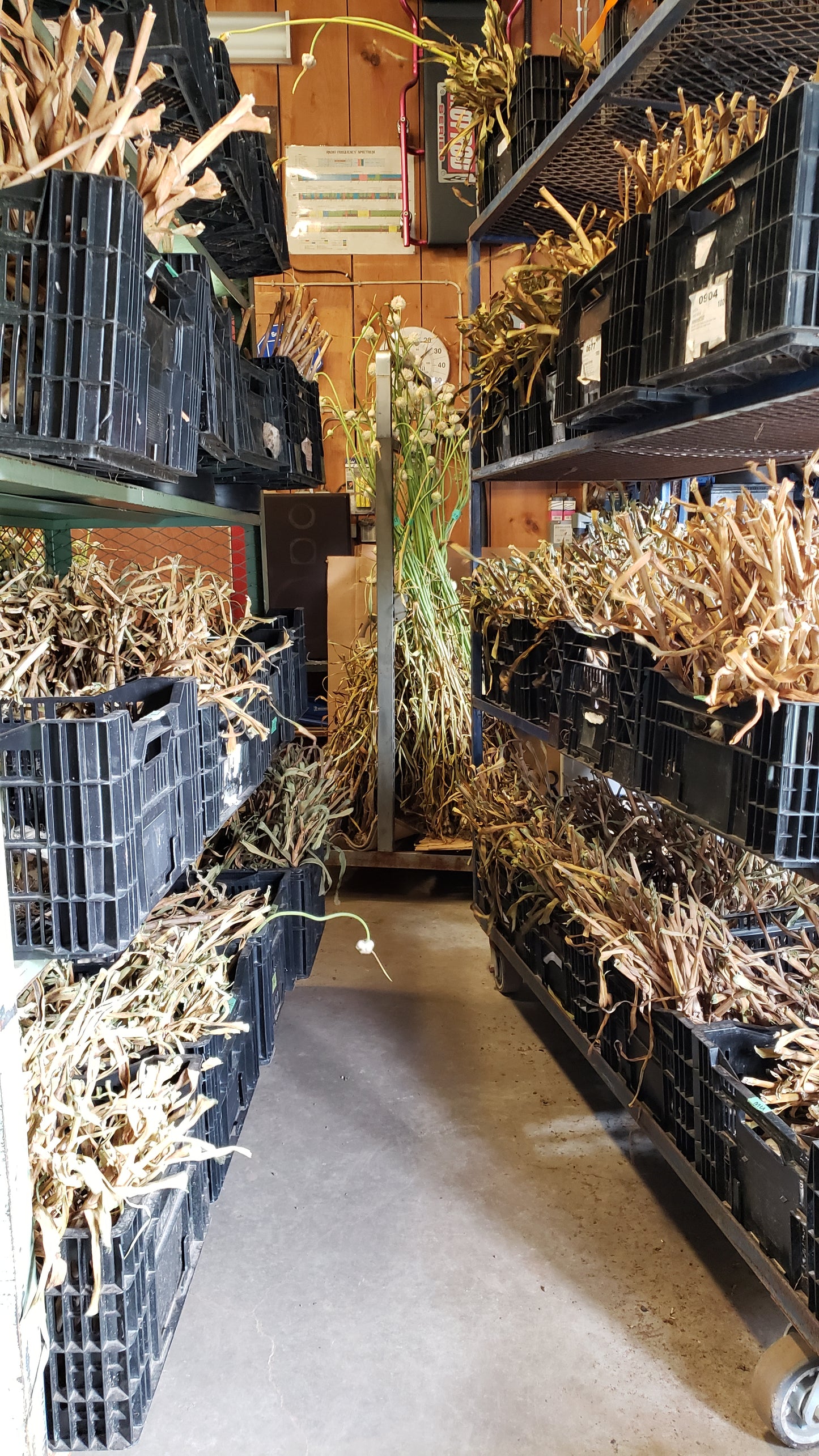 2023 GARLIC HARVEST