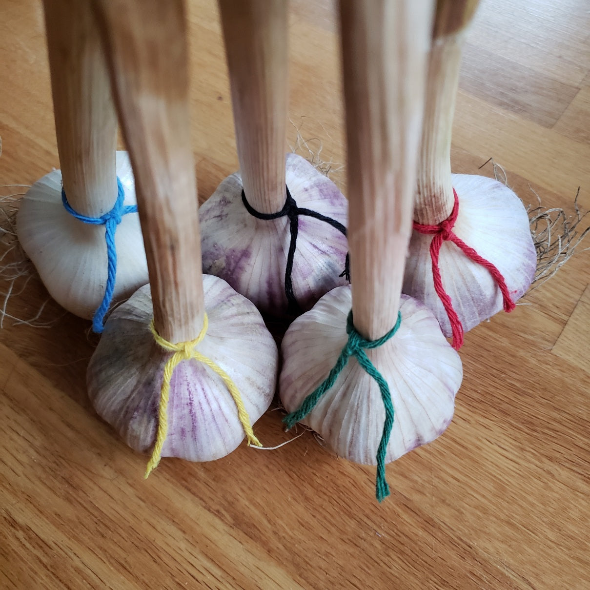 garlic with strings - ontario garlic - Olympic Rings - Team canada - Garlicloves
