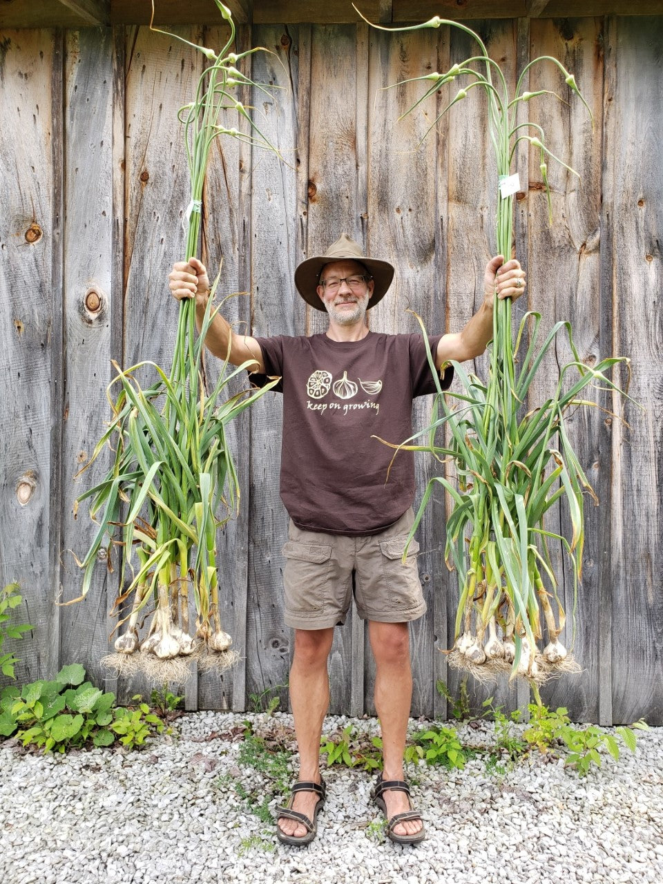 Marchand Lamarre from Garlicoves Ontario Garlic Farmer holding two bunches of Ontario garlic. The most popular garlic grown in Ontario is Music Garlic a porcelain variety. Big garlic bulbs with tall garlic scapes