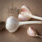 Ivan garlic, porcelain garlic with no strings grown in Ontario by Garlicloves