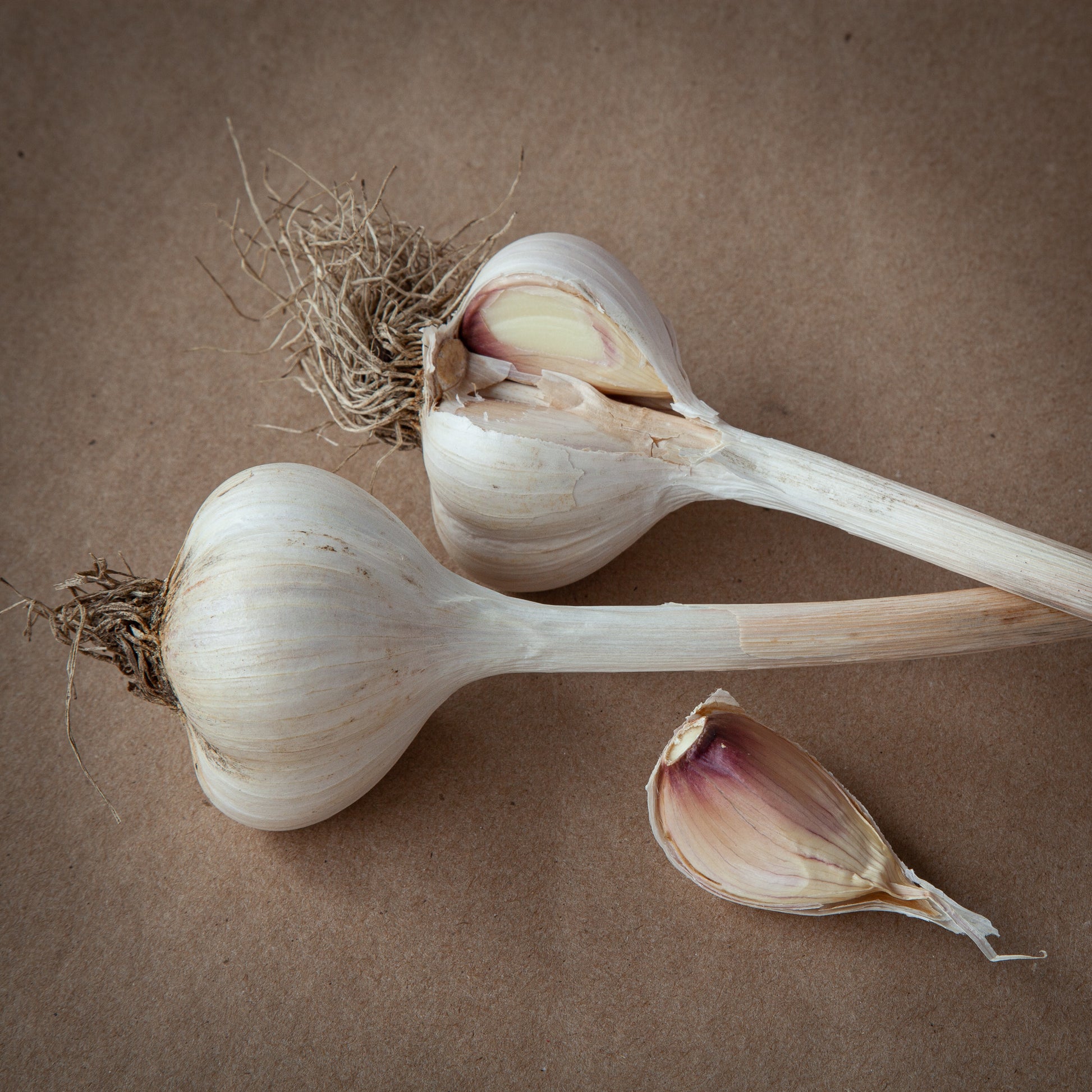 Leningrad garlic, porcelain garlic with no strings grown in Ontario by Garlicloves