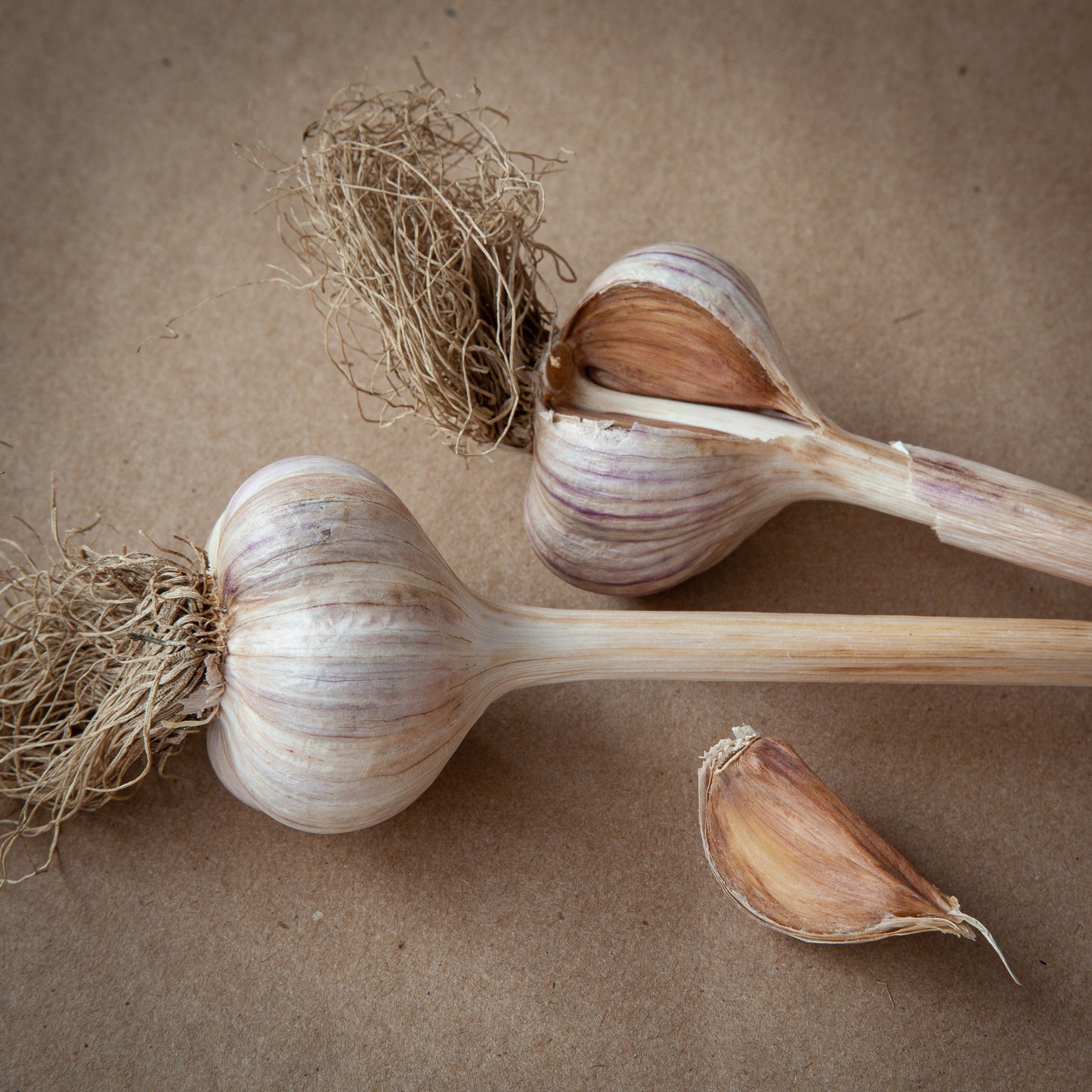 OD2 Purple stripe garlic, with no string grown in Ontario by Garlicoves