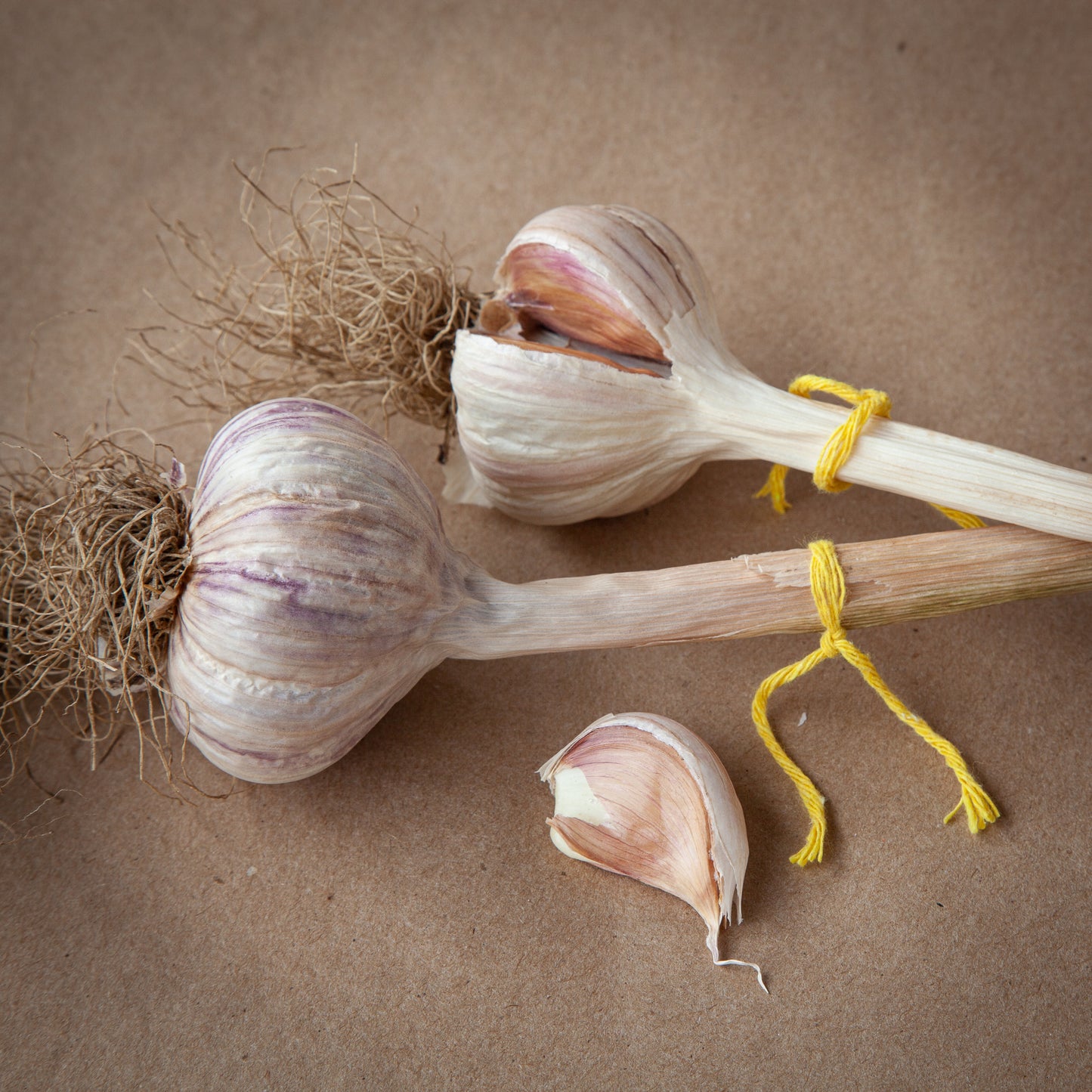Yugoslavian garlic, Rocambole garlic with yellow strings grown in Ontario by Garlicloves