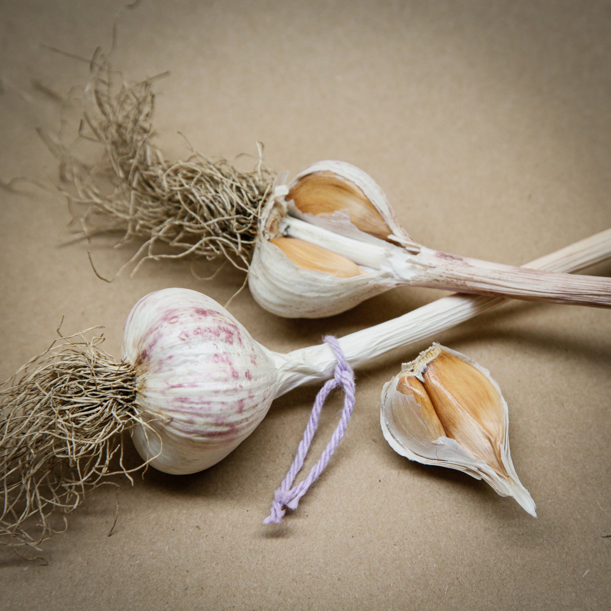 Xian, Turban Garlic with lavender coloured strings matching the bulbs purple speckles