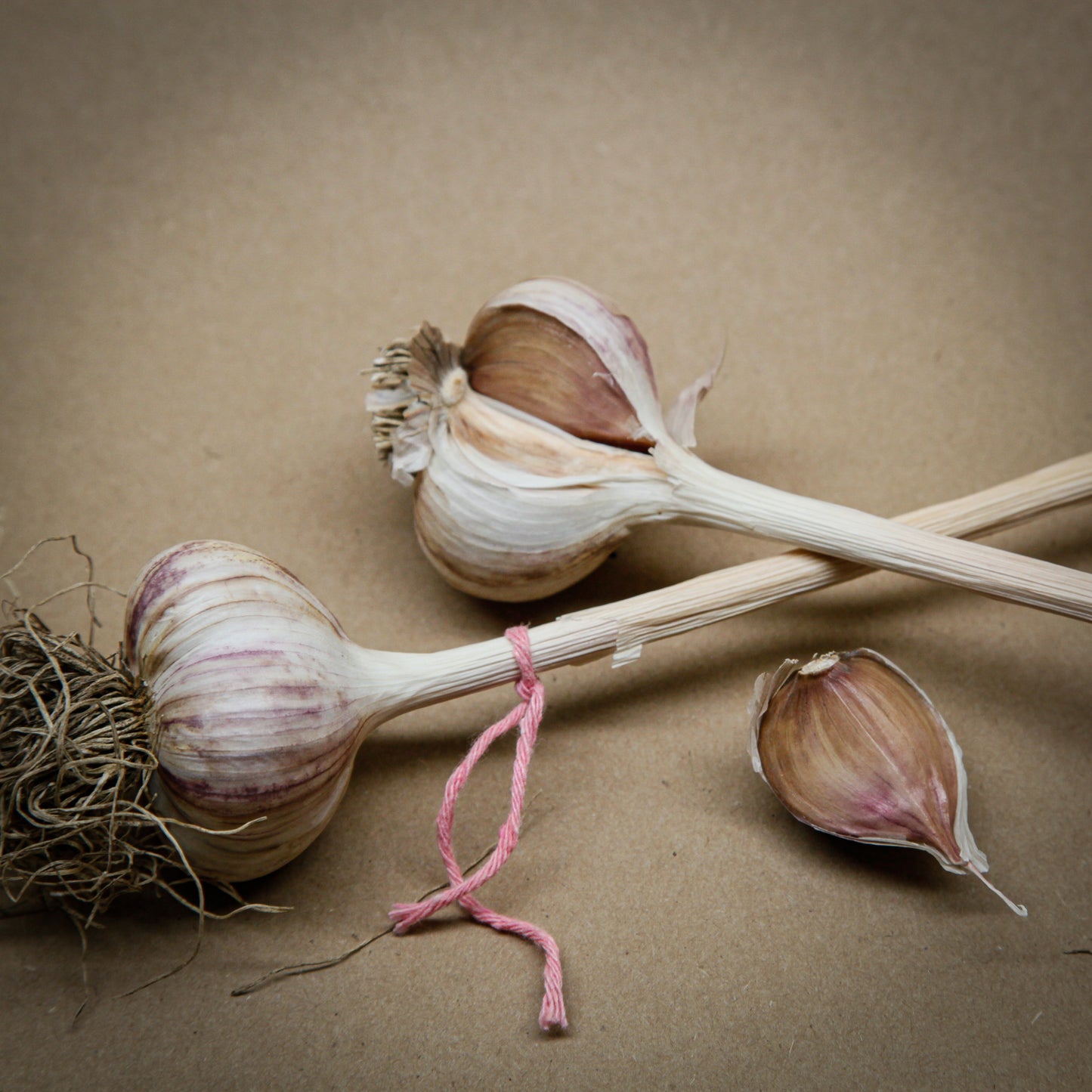 Khabar garlic, Purple stripe garlic with a pink string grown in Ontario by Garlicloves
