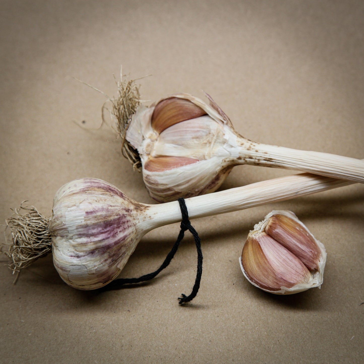 Italian Purple garlic, Rocambole garlic with a black string grown in Ontario by Garlicloves
