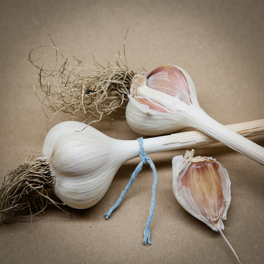 Chiloe Porcelain variety garlic with light blue strings, grown in Ontario by Garlicloves