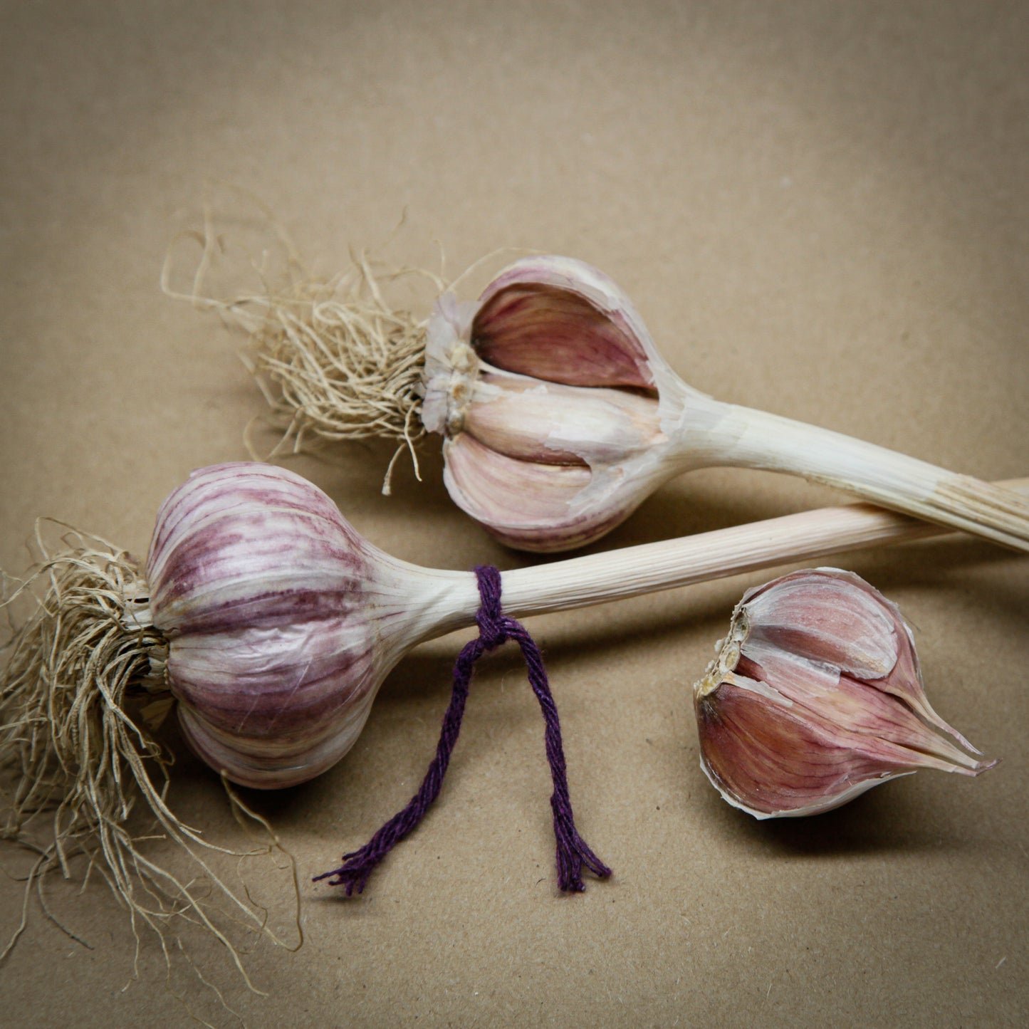Chesnook Red, Purple Stripe garlic with purple strings, grown in Ontario by Garlicloves 