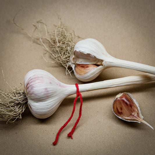 Russian Red, Marbled Purple Stripe garlic, bulbs with red strings, grown in Ontario by Garlicloves