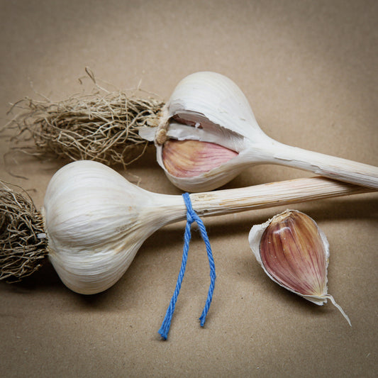 Music Garlic, Porcelain garlic with blue strings, grown in Ontario by Garlicloves