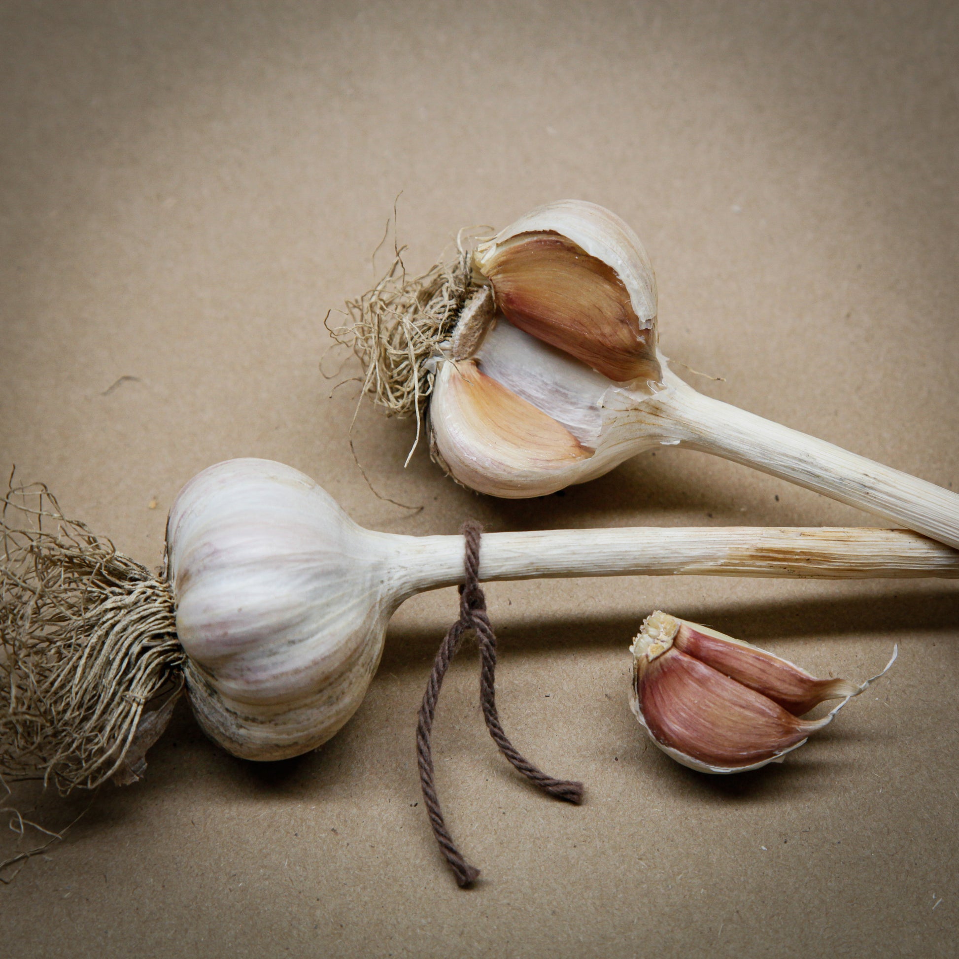 French Rocambole garlic with brown strings grown in Ontario by Garlicloves
