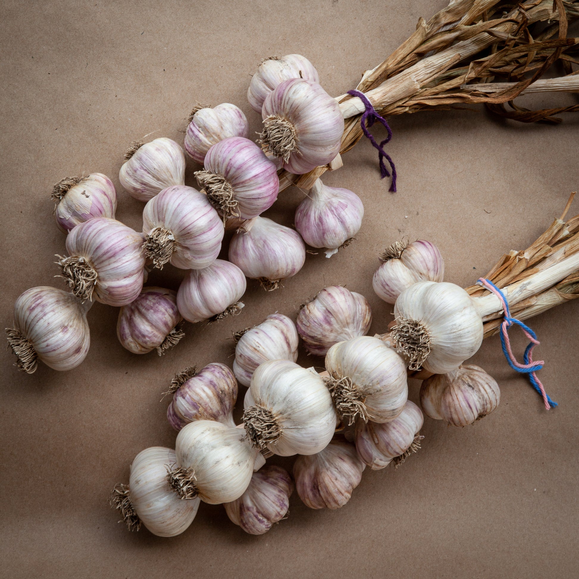 Garlic braids with purple garlic and white garlic by Garlicloves