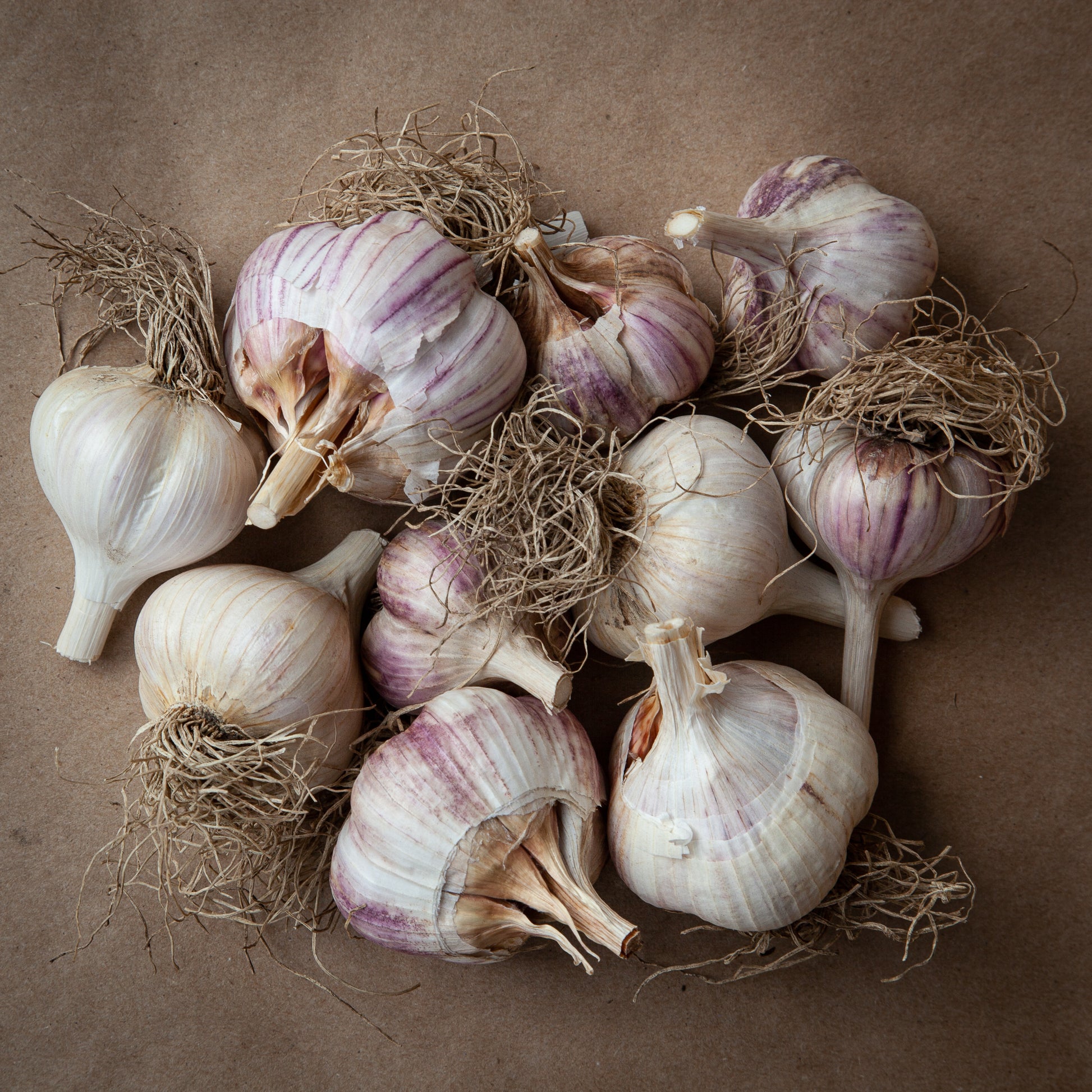 Ontario garlic for sale by the pound